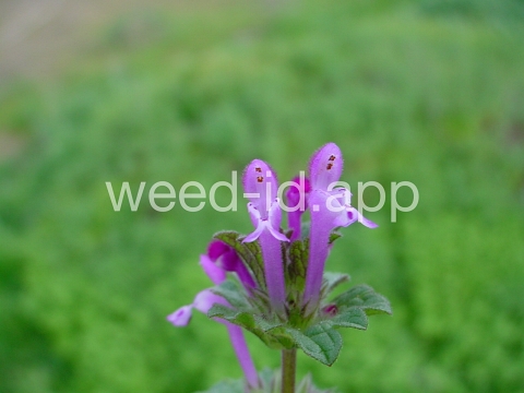 henbit